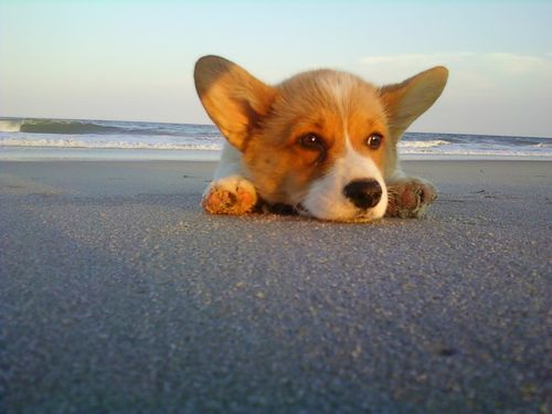 Pembroke Welsh Corgi puppy laying on the beach